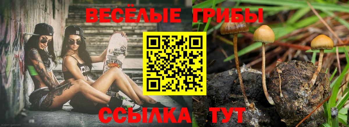 Псилоцибиновые грибы Psilocybe  Вход с VPN  Каменка  что такое   Галлюциногенные грибы мухоморы 