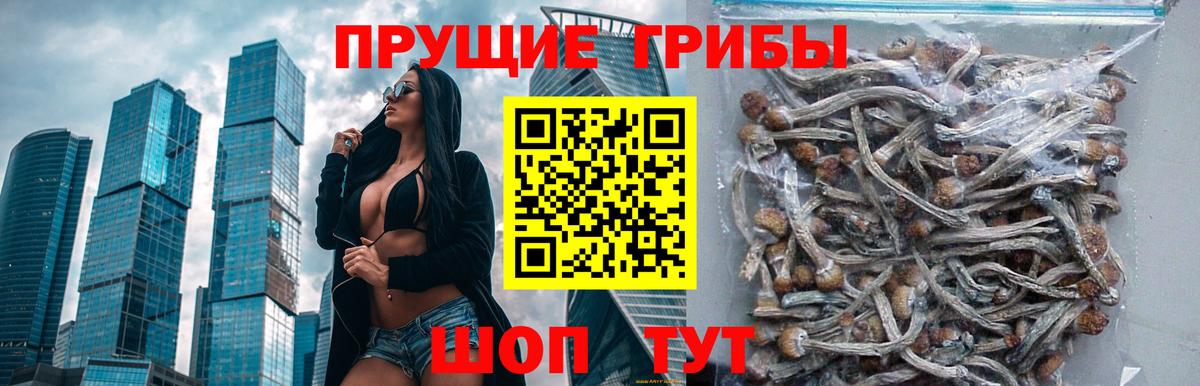 Псилоцибиновые грибы GOLDEN TEACHER Каменка
